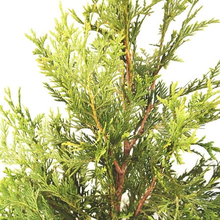 3-4ft Thuja Green Giant