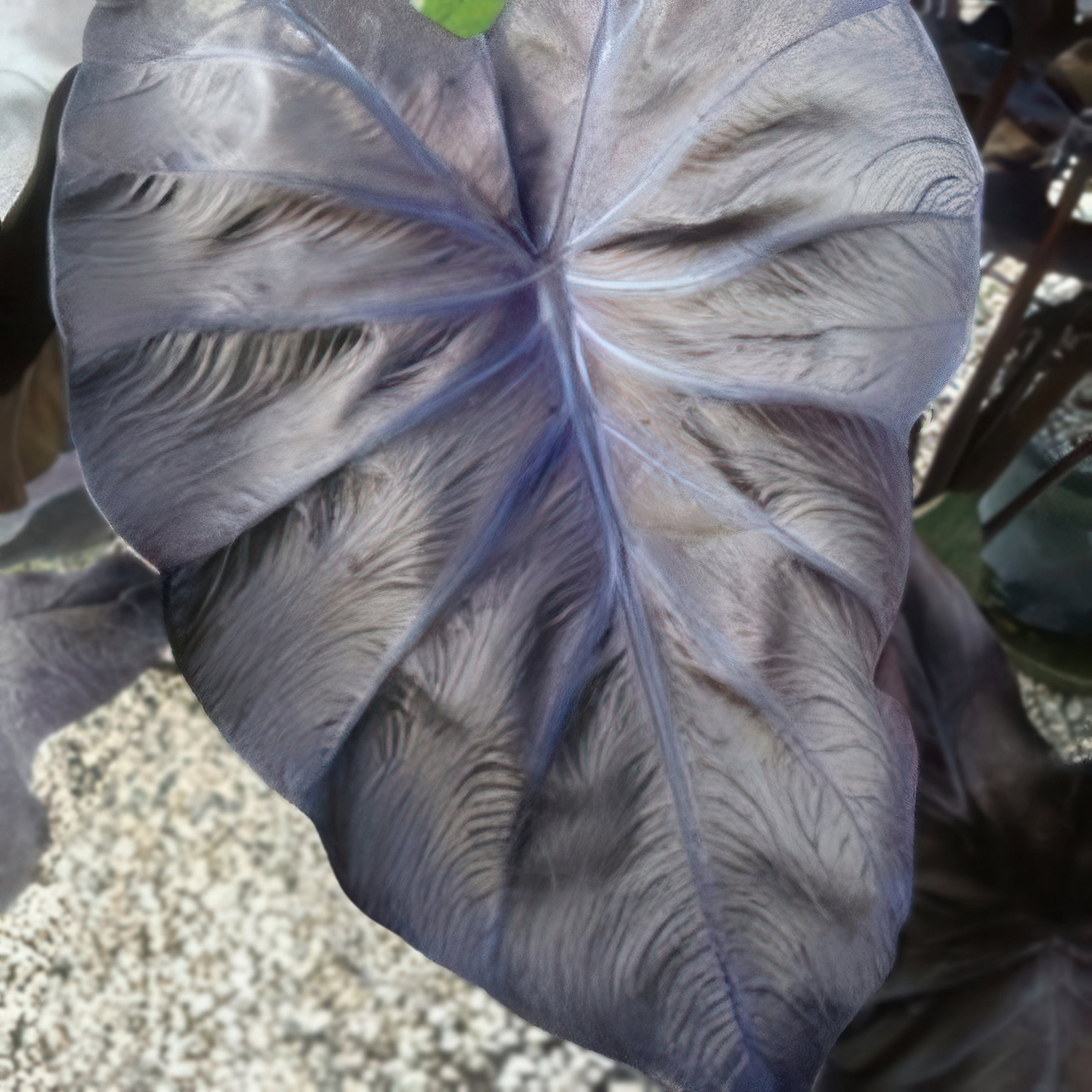 Hawaiian Punch Elephant Ear Live Plant - Colocasia In 3" Pot From Wellspring Gardens