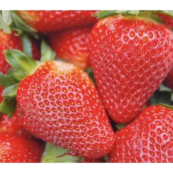 3.5 inch pot Albion Everbearing Strawberry Plant Fruit, very firm, sweet High Yields Certified Organic