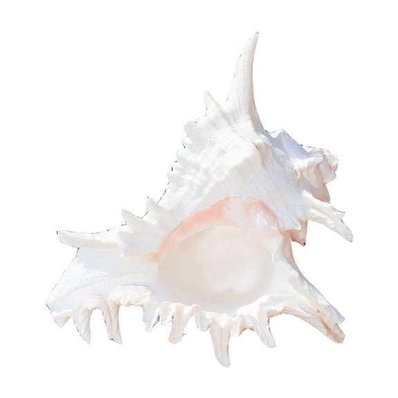 3.93" to 4.72" Large Natural Conch Shell Fish Tanks Hideouts House Shell Collectors Jumbos Conch Seashells Home Decors