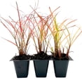 thumbnail image 1 of 3 Adagio Maiden Grass – Compact Clumping Ornamental Grass with Pink Plumes for Borders, Containers & Mass Plantings (Miscanthus sinensis ‘Adagio’) in 3.5″ Cubes, Live Plants, 1 of 8