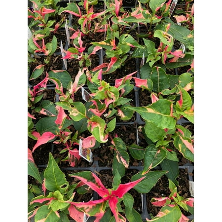 3 Alternanthera 'Party Time' Joseph's Coat Plants in a 4" pot--Stunning Addition To Your Spring Planters!!