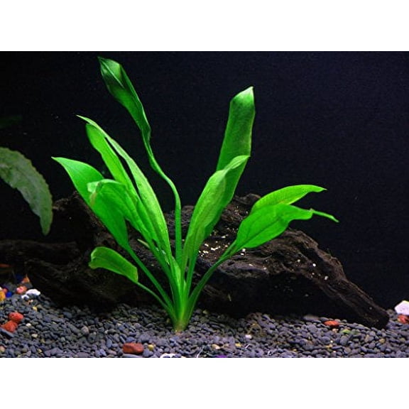 3 Amazon Sword Aquarium Plant Live | Echinodorus Bleheri