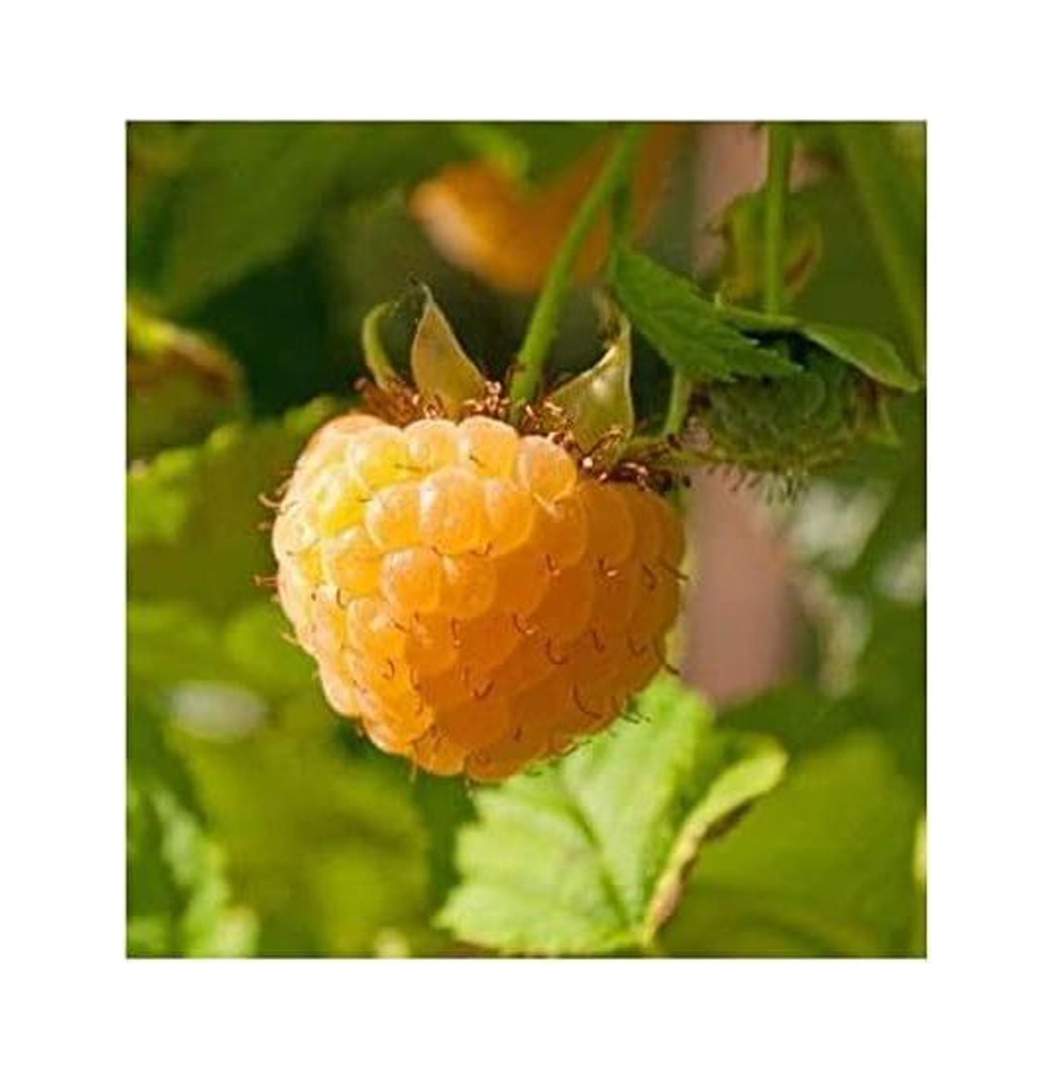 3 Anne Golden EverBearing Raspberry Plants Large 2 Year Old Plant