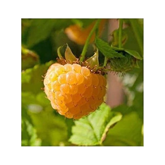3 Anne Golden EverBearing Raspberry Plants Large 2 Year Old Plant
