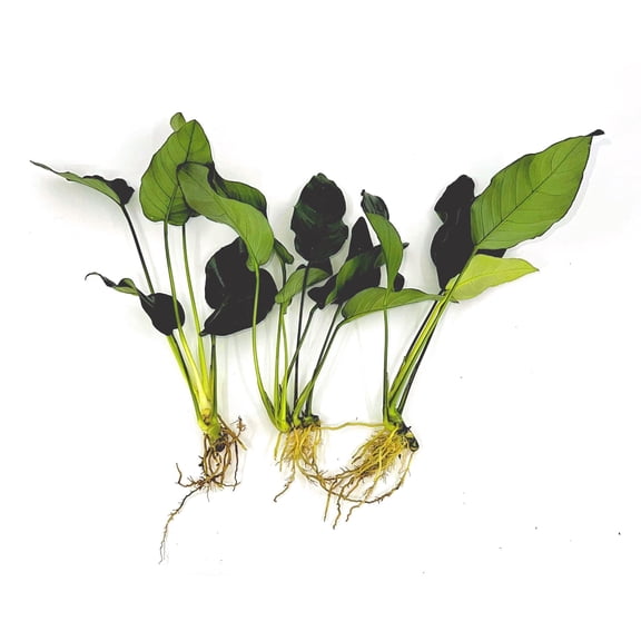 3 Anubias Aquatic Plants Bundle Small 1-3 Inches (3 Pack)