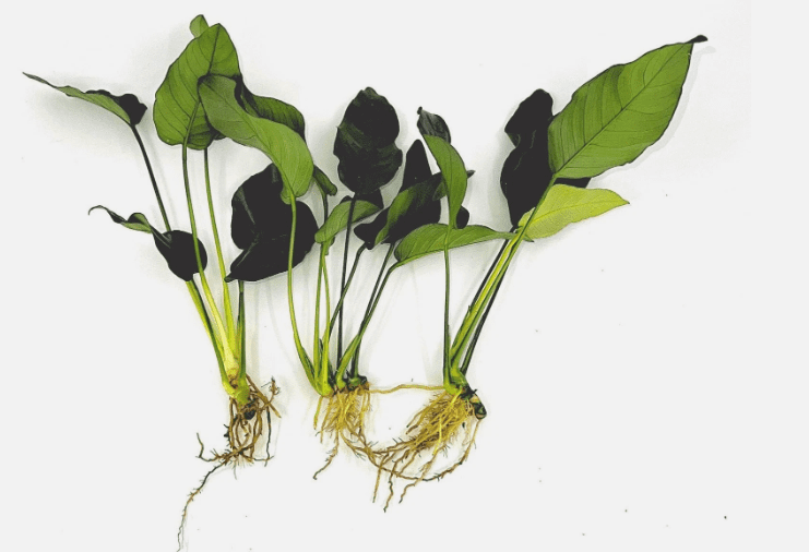 3 Anubias Live Aquarium Plants Bundle – Small Freshwater Aquatic Plants for Fish Tanks, Easy Low Light Aquascaping Plants