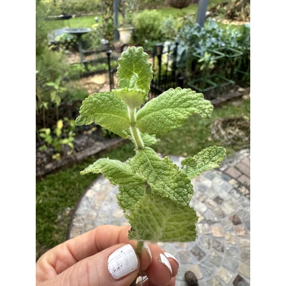 3 Apple Mint Tea Plant Cuttings Rooted without Pot Organically Raised