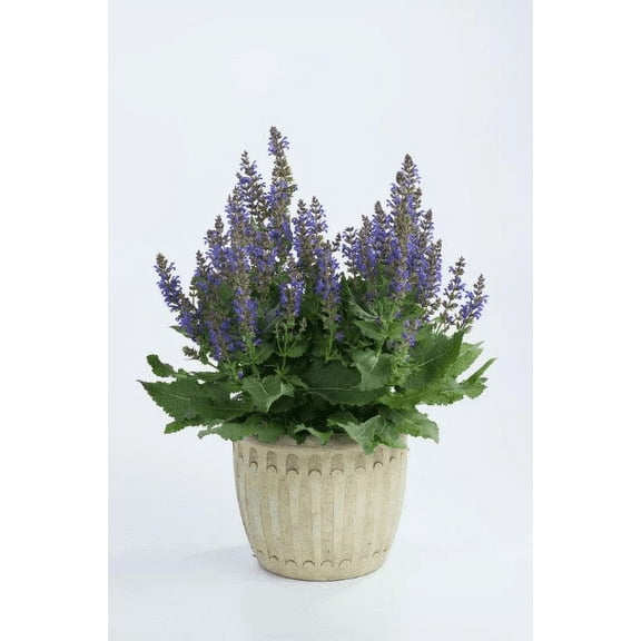 3 April Night Meadow Sage Sallyrosa salvia nemorosa