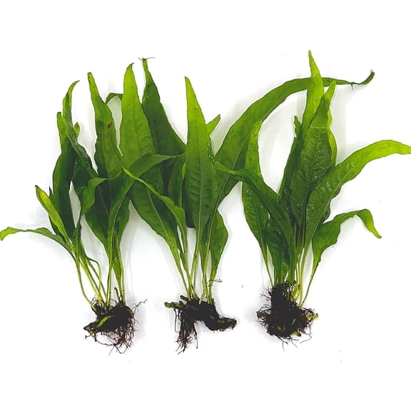 3 Aquatic Plants Bundle | Live Plants for Freshwater Aquariums (3 X Microsorum Java Fern Plants)