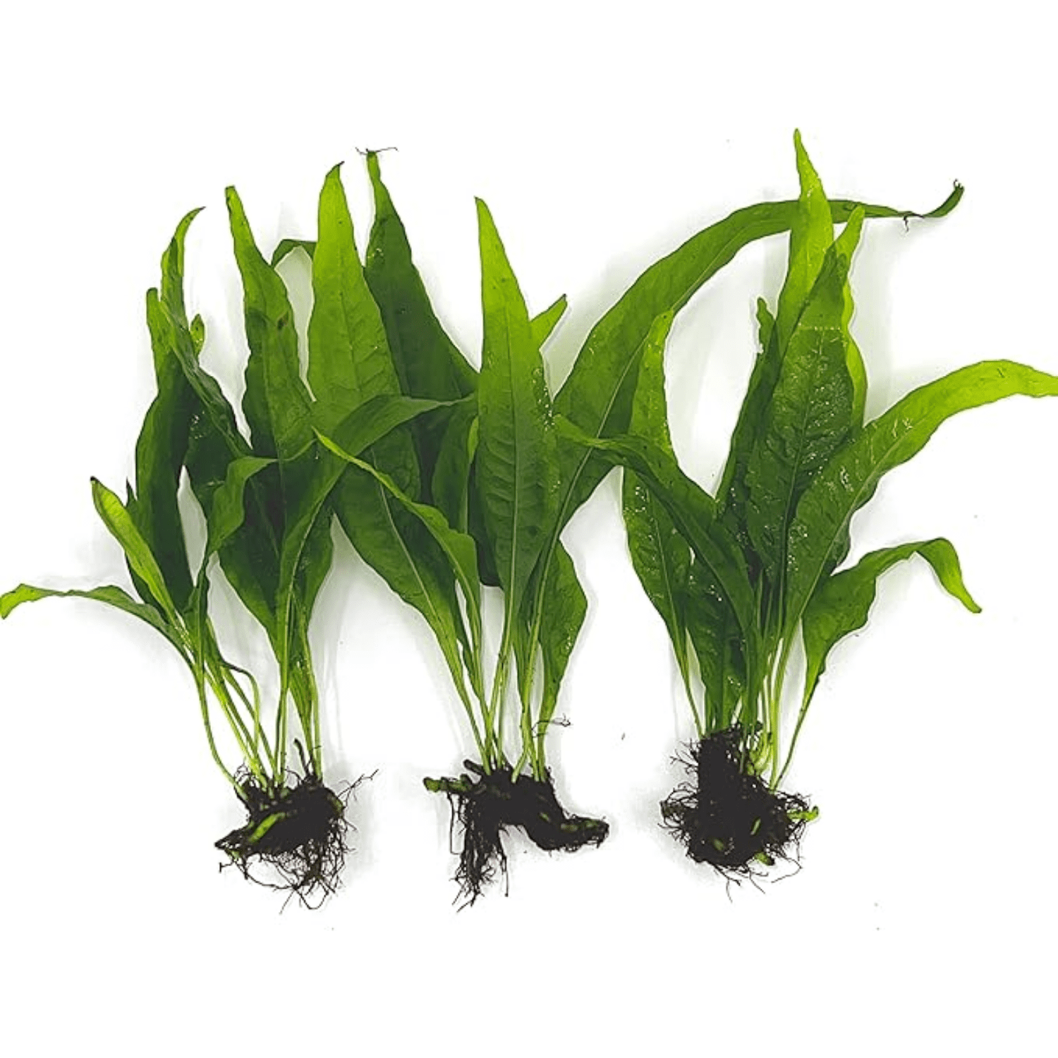 3 Aquatic Plants Bundle | Live Plants for Freshwater Aquariums (3 X ...