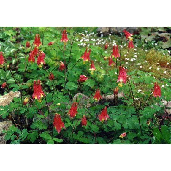 3 Aquilegia Canadensis 'Red Columbine' Plants in a 3.5' Pot--Grow Your Own Wild, Nodding Columbine!!