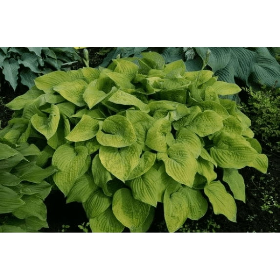 3 August Moon Hosta Bareroot