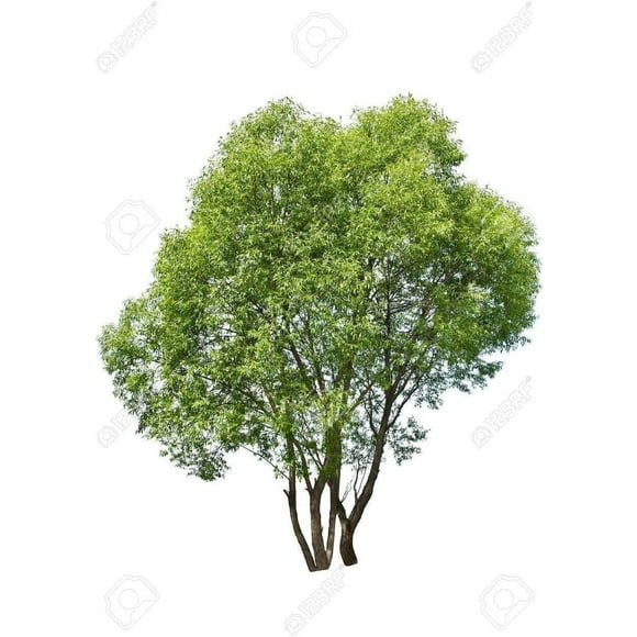 3 Austree Hybrid Willow Tree Cuttings- Fastest Growing Tree - Great for Privacy and Shade Fast - Grow 3 Trees