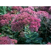 3 Autumn Joy Sedum in a 3.5" Pot---Beautiful Sturdy Perennial, Attracts Butterflies!!!