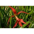thumbnail image 1 of 3 Aztec Lily--- Formosissima, 1 of 5