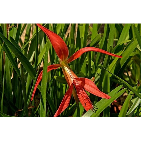 3 Aztec Lily--- Formosissima