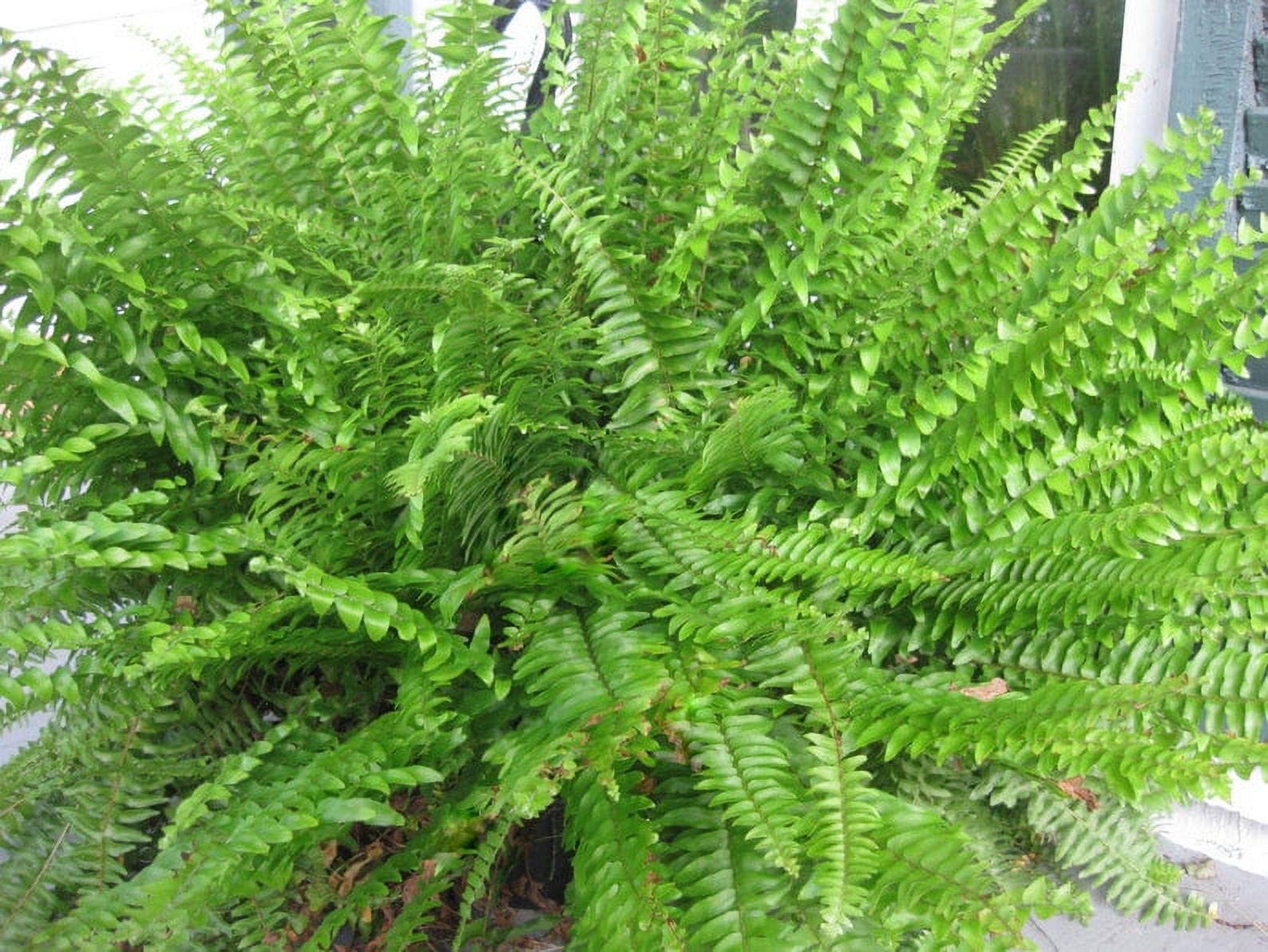 3 BOSTON FERN - Original - 4