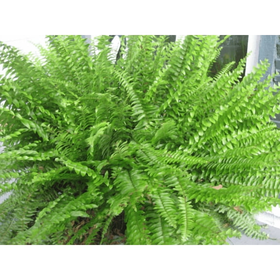 3 BOSTON FERN - Original - 4" Potted Plant - Live Plant