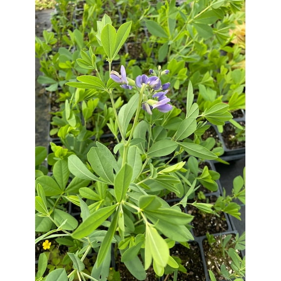 3 Baptisia Australis, False Indigo plants in a 4 inch pot