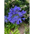 thumbnail image 1 of 3 Bareroot Blue Agapanthus/ Lily of the Nile, 1 of 2