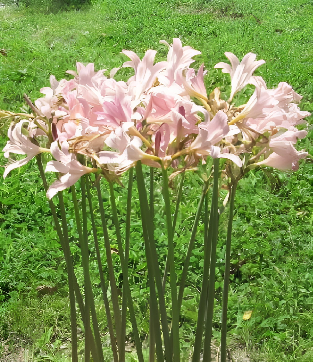 3 Bareroot Pink Spider Lily/Surprise Lily/Naked Lady Lily/Resurrection Lily/August Lily/Raidanti Squamigera