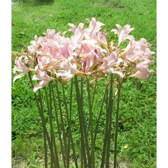 3 Bareroot Pink Spider Lily/Surprise Lily/Naked Lady Lily/Resurrection Lily/August Lily/Raidanti Squamigera
