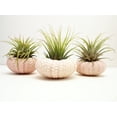 thumbnail image 1 of 3 Beautiful Air Plants w. Pink Sea Urchins Nautical Gift Beach Decor Coastal 2", 1 of 4