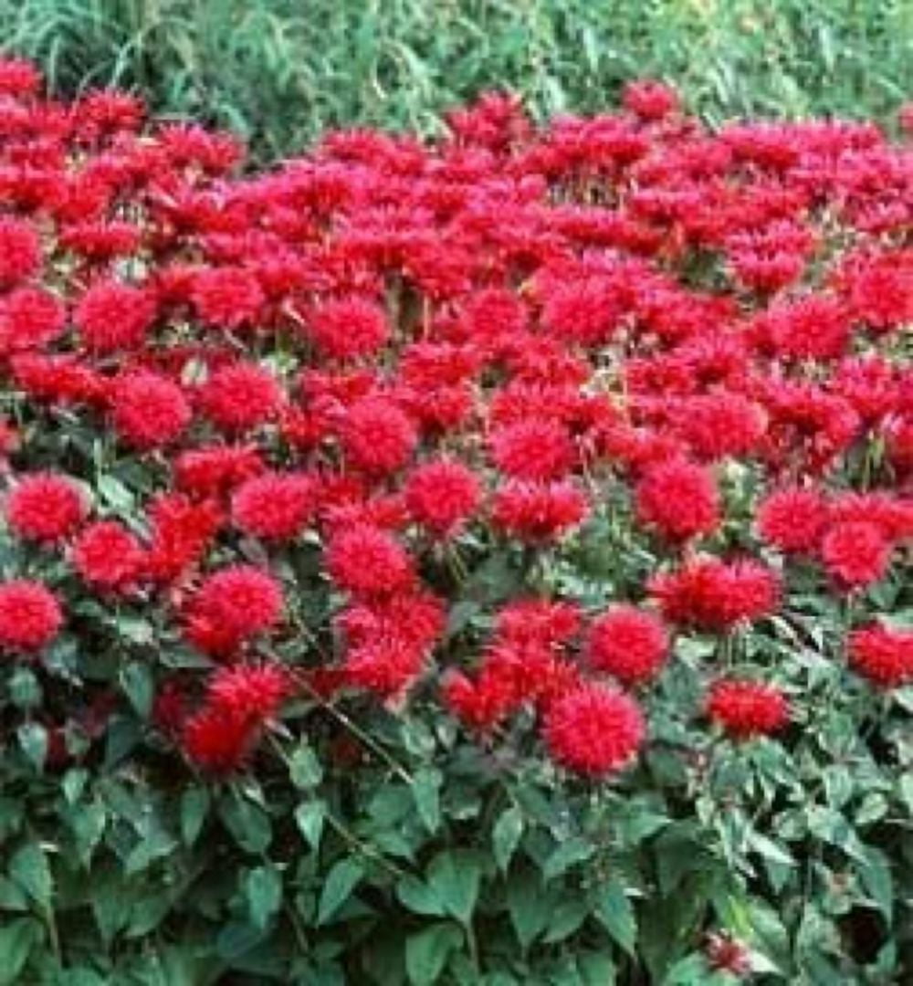 Daylily Nursery's Bee Balm Fireball Monarda, 3 Plants in 4 inch pots ...