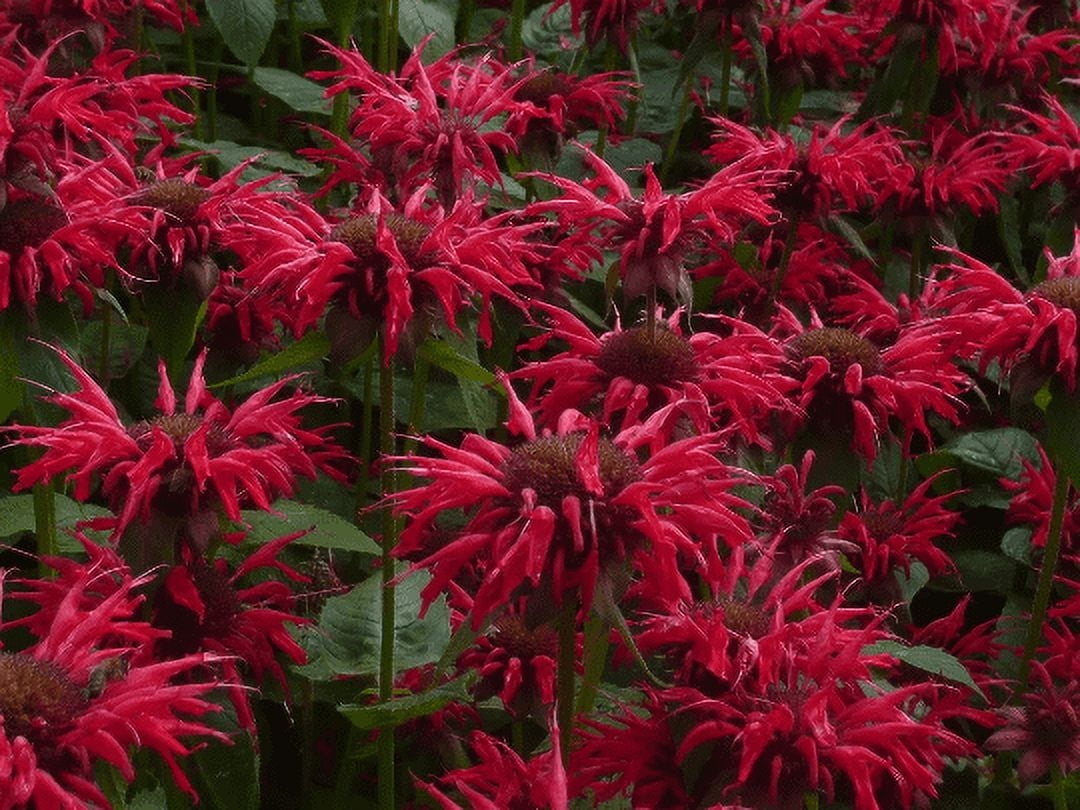 3 Bee Balm Gardenview Scarlet Monarda Plants - Hummingbird & Butterfly ...