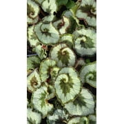 3 Begonia Rex Escargot Plants in 3.5 Pots