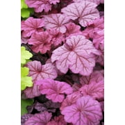 3 Berry Smoothie Heuchera in 3 inch Size Plugs/Coral Bells—Plugs removed from tray, and stretch wrapped for transit