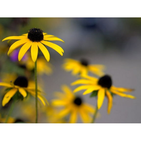 3 Black Eyed Susan | Rudbeckia Goldsturm 3.5 inch pots