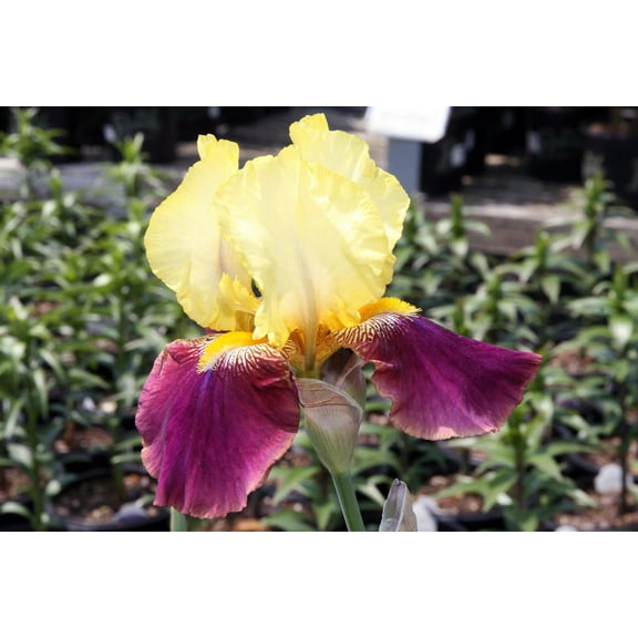 3 Blatant Iris - Iris Reblooming Bareroots