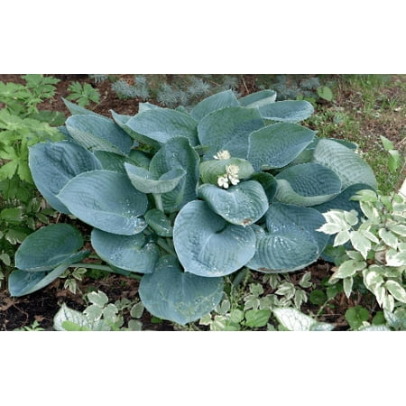 3 Blue Angel Hosta Bareroot
