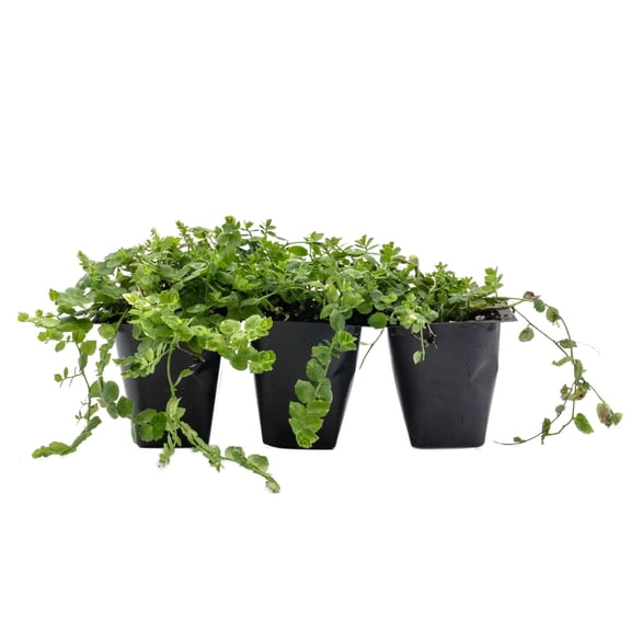 3 Blue Star Creeper (Isotoma fluviatilis) | Low-Growing Evergreen Perennial with Star-Shaped Blue Flowers | 2.5” Nursery Cubes, Ready-to-Plant Live Starter Plants