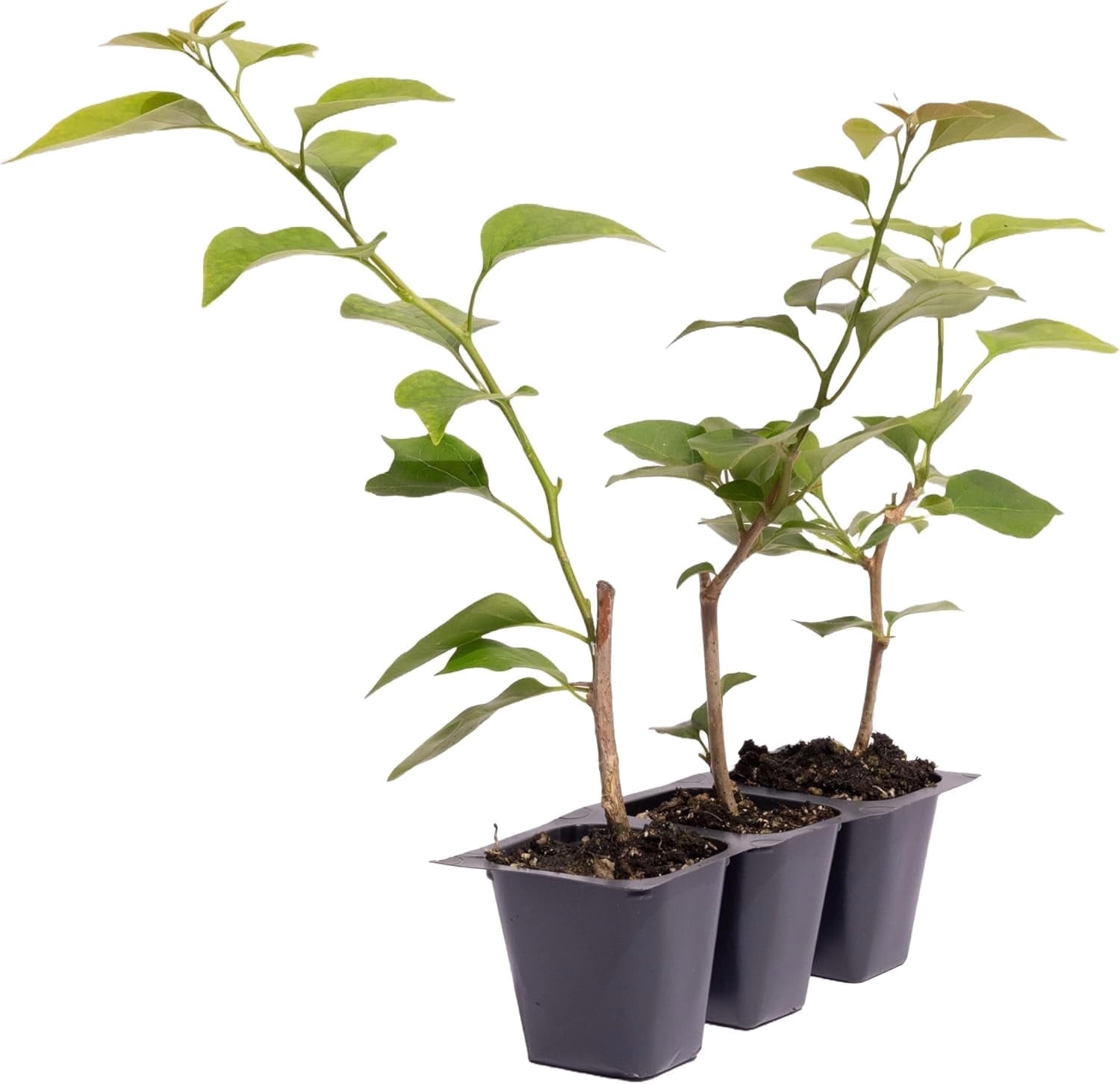 3 Barbara Karst Bougainvillea, Live Plants – Thriving in 2.5” Nursery Cubes – Stunning Red-Magenta Blooms, Versatile as a Vine or Shrub