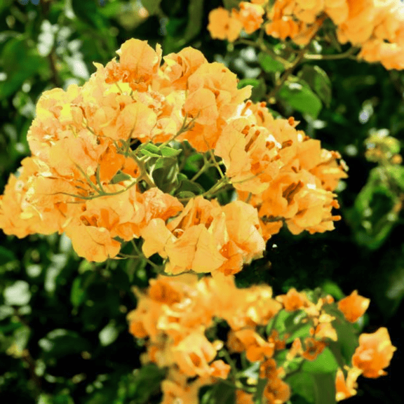 3 Bougainvillea Vine Plants, California Gold Bougainvillea Plants Live for Outdoor Landscaping and Containers, 4-7 Inch Tall Well-Rooted, No Pot
