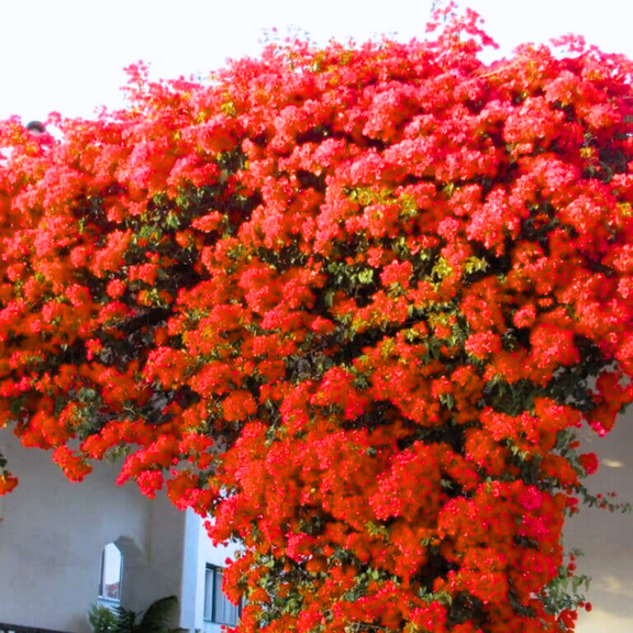 3 Bougainvillea Vine Plants, Double Red Bougainvillea Plants Live for Outdoor Landscaping and Containers, 4-7 Inch Tall Well-Rooted, No Pot