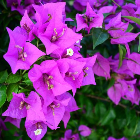 3 Bougainvillea Vine Plants, Purple Bougainvillea Plants Live for Outdoor Landscaping and Containers, 4-7 Inch Tall Well-Rooted, No Pot