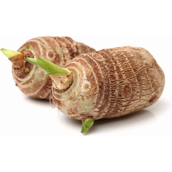 3 Bulbs Colocasia Esculenta, Green Taro, Cocoyam, Taro, Elephant Ear Bulbs. Lifetime Growth Guarantee by Greenhouse PCA.