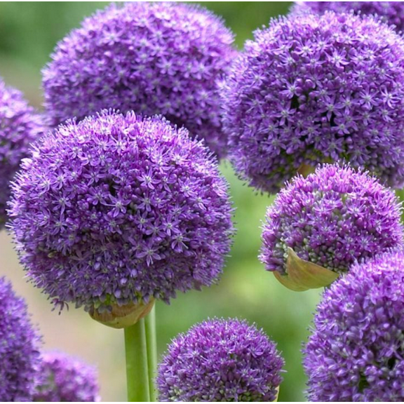 3 Bulbs Gladiator Allium Live for Planting, Purple Blooming Onion Bulbs for Home Garden
