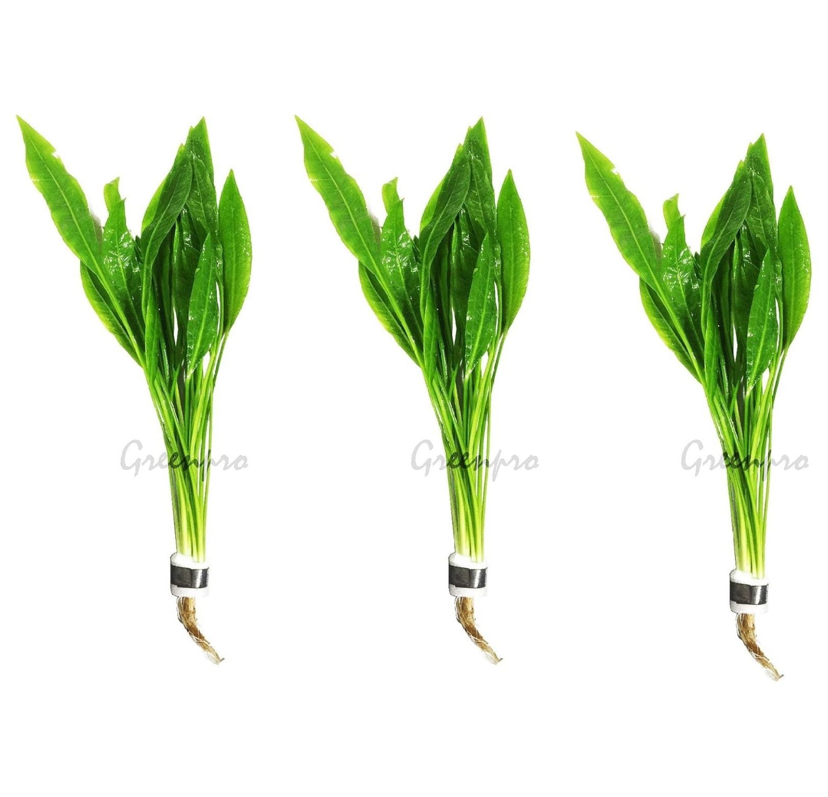 3Bundles Walmart Sword Echinodorus Walmarticus Live Aquarium Plants