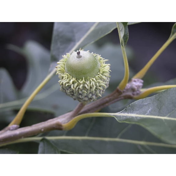 3 Bur Oak Tree Seedlings to Plant