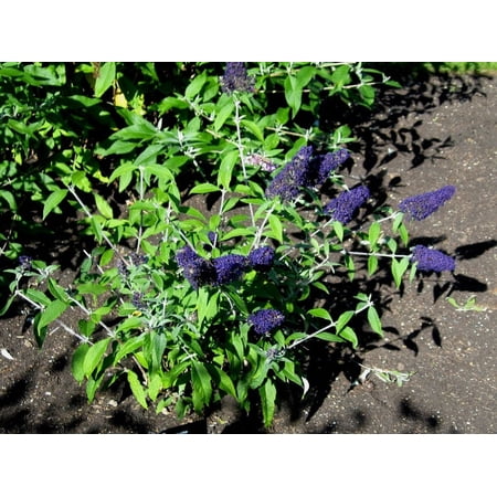 3 Butterfly Bush Buzz Midnight Plants in a 3.5" Pot