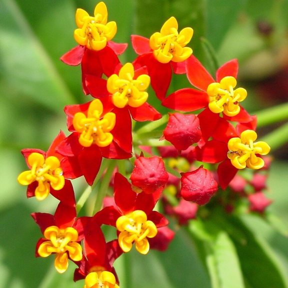3 Butterfly Milkweed Plants Live, Tropical Red Milkweed Live Plants, 5-8" Height Asclepias Tuberosa Perennial Flowers for Gardens