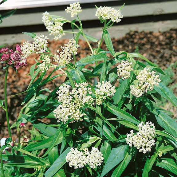 3 Butterfly Milkweed Plants Live, White Milkweed Live Plants, 5-8" Height Asclepias Tuberosa Perennial Flowers for Gardens
