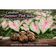 3 Caladium  Summer Pink  Bulbs   Soft Pink Foliage with Green Accents   Ideal for Partial Shade Gardens by Greenhouse PCA