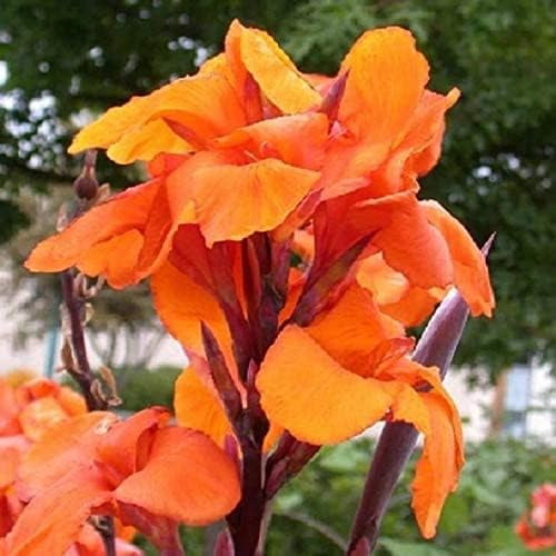 3 Canna Lily Bulbs for Planting - Rhizome/Bulb/Plant (Orange Canna Lilies)