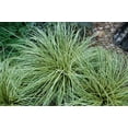 thumbnail image 1 of 3 Carex Evergold-Containers in 4 Inch Size, 1 of 3